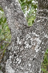 Pleurostylia pachiphloea - Bois d'olive gros peau - CELASTRACEAE - Endémique Réunion