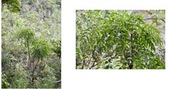 Polyscias aemiliguineae ? - Bois de papaye - ARALIACEAE - Endémique Réunion