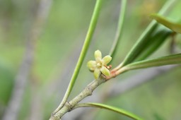 Secamone volubilis - Liane Bois d'olive - APOCYNACEAE - Endémique Réunion, Maurice