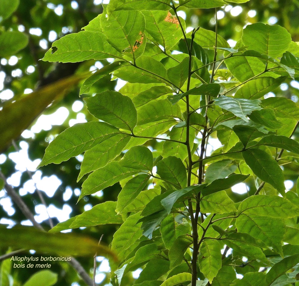 Allophylus borbonicus.bois de merle.sapindaceae.endémique Réunion.Maurice.Rodrigues.P1017147