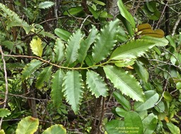 Aphloia theiformis.change écorce.aphloiaceae.indigène Réunion.P1017276