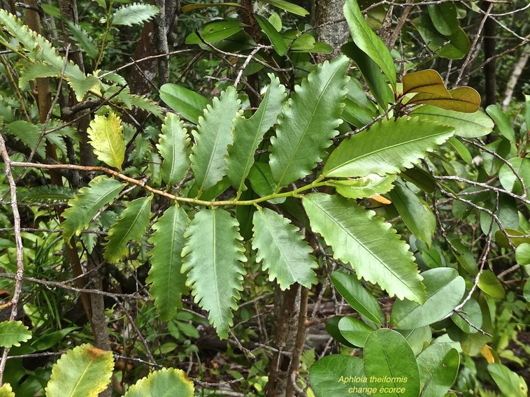 Aphloia theiformis.change écorce.aphloiaceae.indigène Réunion.P1017276