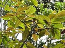 Apodytes dimidiata .peau gris.icacinaceae.indigène Réunion.P1017283
