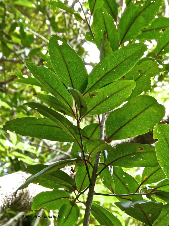 Apodytes dimidiata.peau gris.icacinaceae.indigène Réunion.P1017312