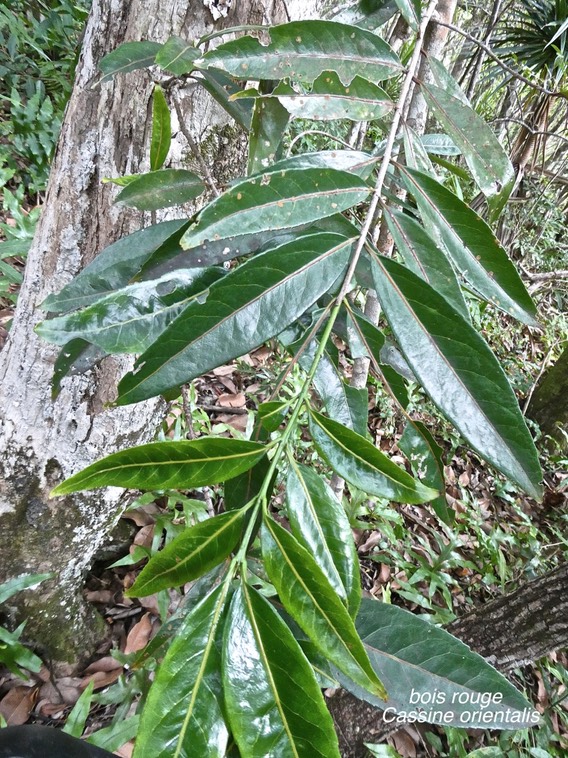 Cassine orientalis .bois rouge.celastraceae.endémique des Mascareignes.P1017303