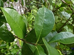 Coffea mauritiana.café marron.rubiaceae.endémique Réunion Maurice.P1017155