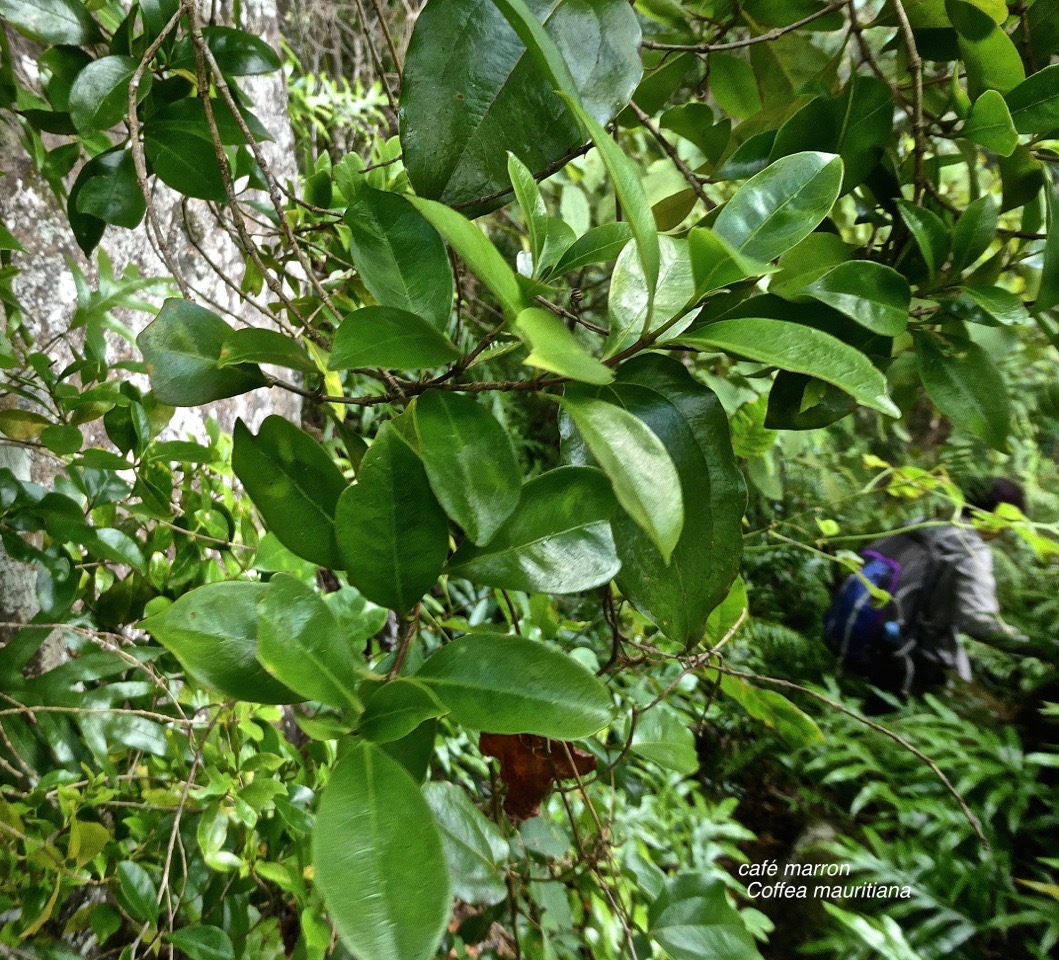 Coffea mauritiana.café marron .rubiaceae.endémique Réunion Maurice.P1017156