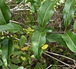 Danais frragrans.liane jaune. lingue noir.rubiaceae.indigène Réunion.P1017202