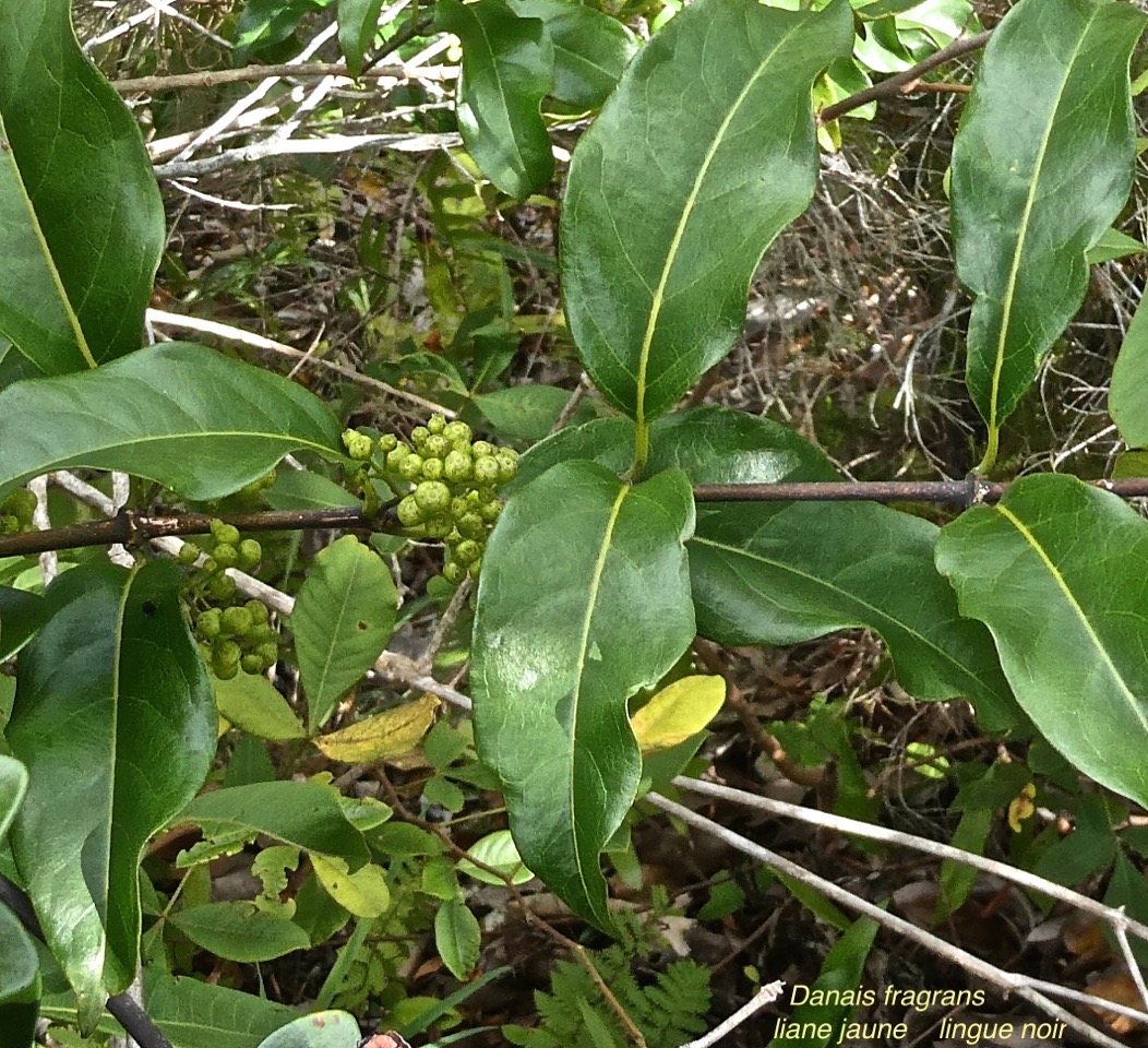 Danais frragrans.liane jaune. lingue noir.rubiaceae.indigène Réunion.P1017202