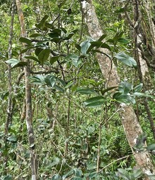 Diospyros borbonica  .bois noir des hauts.ebenaceae.endémique Réunion.P1017384