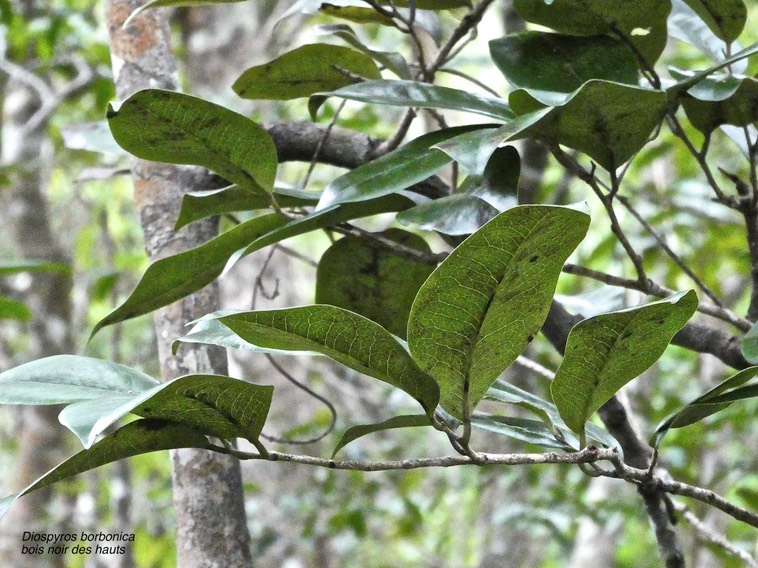 Diospyros borbonica .bois noir des hauts.ebenaceae;endémique Réunion.P1017383