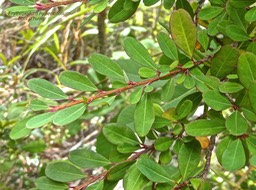 Erythroxylum hypericifolium .bois d'huile.erythroxylaceae.endémique Réunion Maurice.P1017239