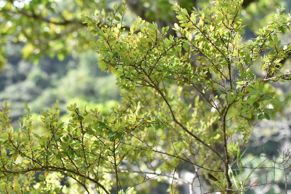 Erythroxylum hypericifolium - Bois d'huile - ERYTHROXYLACEAE - Endémique Réunion, Maurice