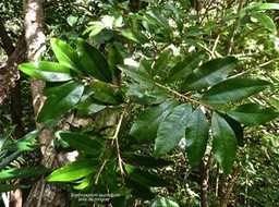 Erythroxylum laurifolium.bois de rongue.erythroxylaceae;endémique Réunion Maurice.P1017160