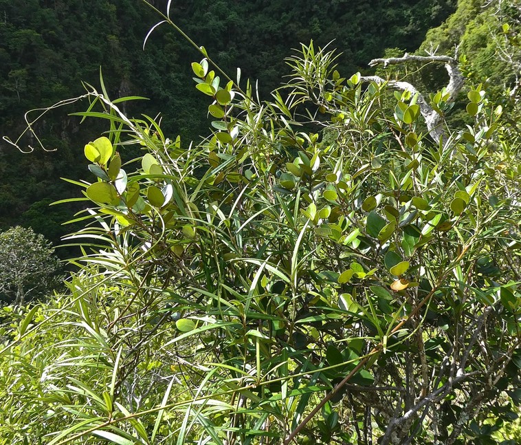 Eugenia buxifolia .bois de nèfles à petites feuilles .myrtaceae.envahi par Secamone volubilis.liane bois d'olive.apocynaceae.P1017187