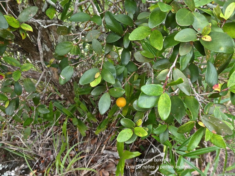 Eugenia buxifolia.bois de nèfles à petites feuilles.(avec un fruit mûr )myrtaceae.endémique Réunion.P1017437