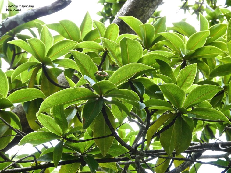 Foetidia mauritiana. bois puant.lecythidaceae.endémique Réunion Maurice.P1017320
