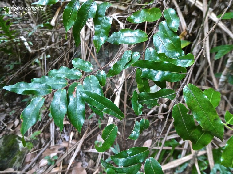 Grangeria borbonica.bois de punaise.chrysobalanaceae.endémique Réunion Maurice.P1017332