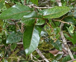 Homalium paniculatum.corce blanc.bois de bassin.( feuillage jeune )salicaceae .endémique Réunion Maurice.P1017413