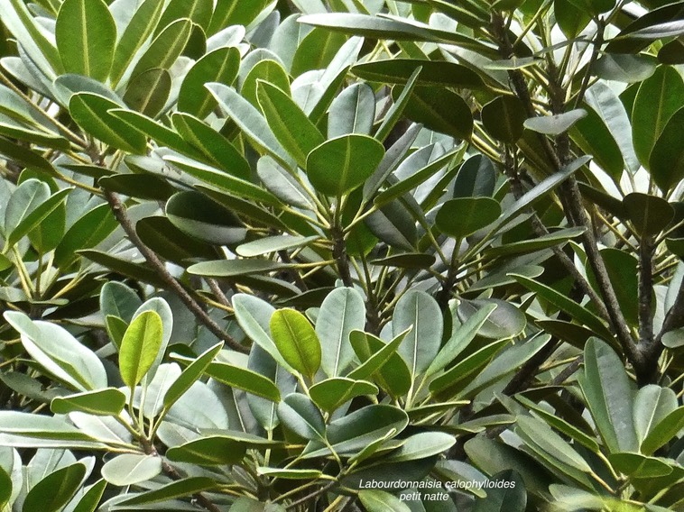 Labourdonnaisia calophylloides.petit natte.(feuillage )sapotaceae.endémique Réunion Maurice. P1017407
