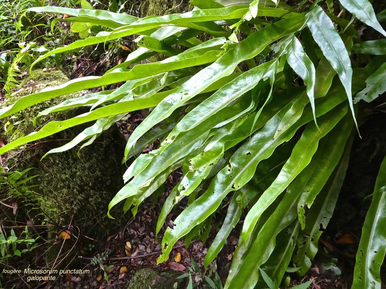 Microsorum punctatum.galopante. polypodiaceae.indigène Réunion.P1017166