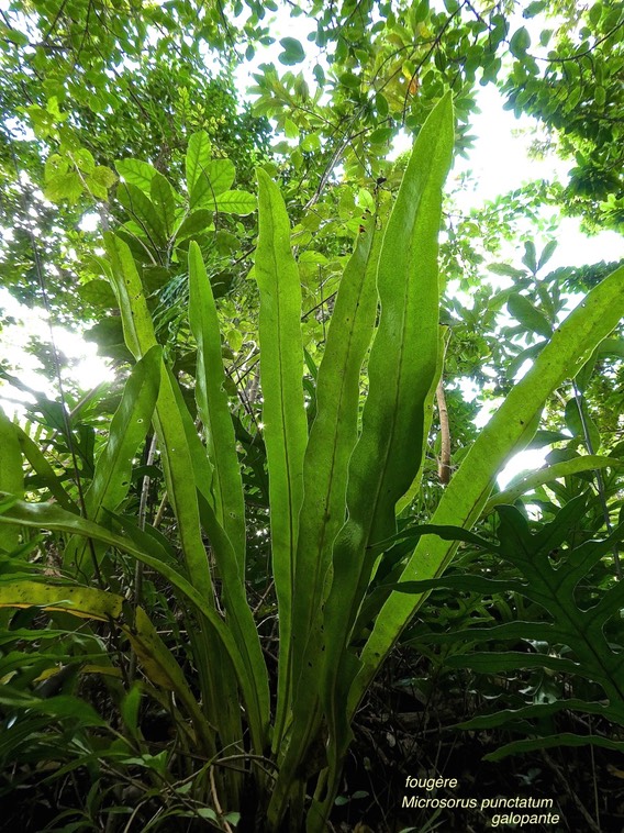 Microsorum punctatum.galopante. polypodiaceae.indigène Réunion.P1017165