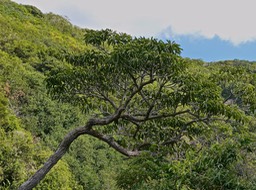 Mimusops balata .grand natte.sapotaceae.endémique Réunion Paurice.P1017193