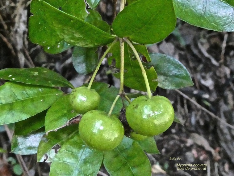 Myonima obovata. bois de prune rat .(fruits )rubiaceae.endémique Réunion MauriceP1017121