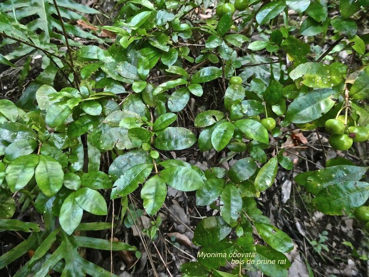 Myonima obovata.bois de prune rat.rubiaceae.endémique Réunion Maurice.P1017125