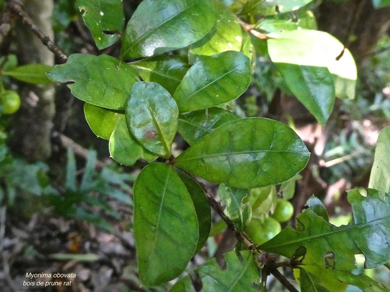 Myonima obovata.bois de prune rat.rubiaceae.endémique Réunion .Maurice.P1017129