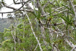 Pandanus sylvestris - Petit vacoa - PANDANACEAE - Endémique Réunion - MB2_2456