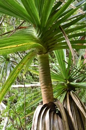 Pandanus sylvestris - Petit vacoa - PANDANACEAE - Endémique Réunion - MB2_2431