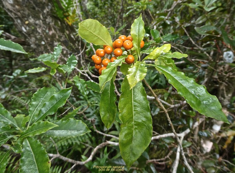 Pittosporum senacia subsp senacia.bois de joli coeur des bas.(marge des feuilles ondulée )endémique Réunion Maurice.P1017408