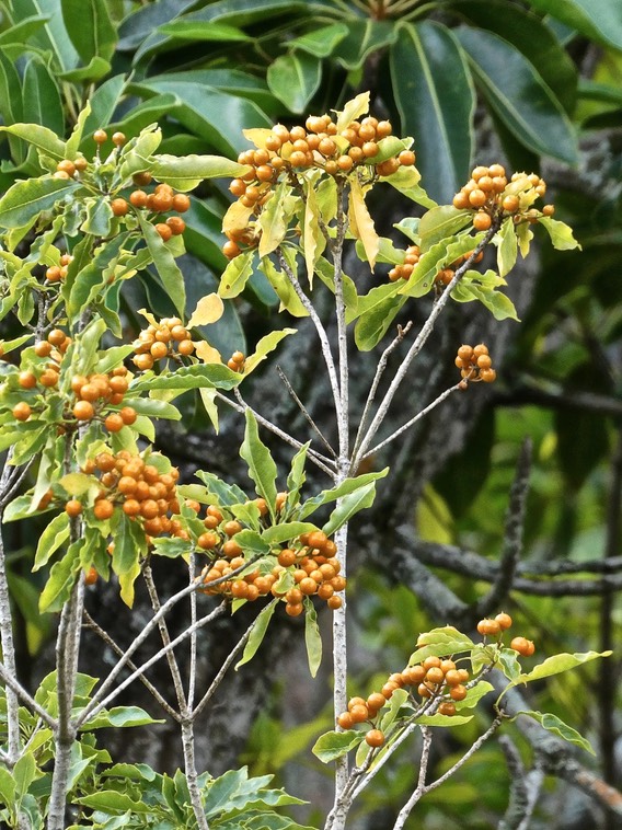 Pittosporum senacia subsp senacia.bois de joli coeur des bas.( grand natte en arrière plan )pittosporaceae.endémique Réunion Maurice.P1017432