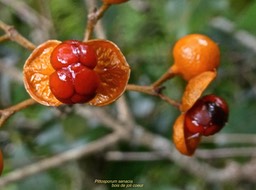 Pittosporum senacia.bois de joli coeur.( fruits )pittosporaceae.endémique Réunion Maurice .P1017412