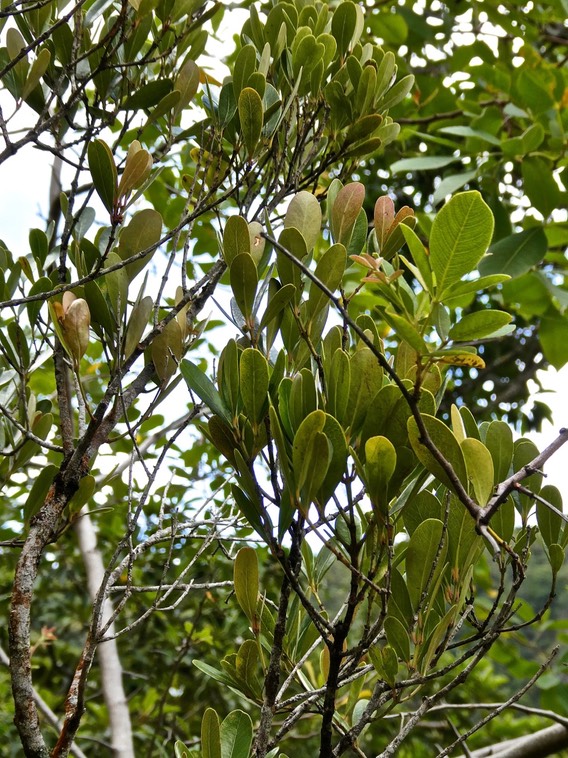 Pleurostylia pachyphloea. bois d'olive grosse peau.celastraceae. endémique Réunion.P1017231