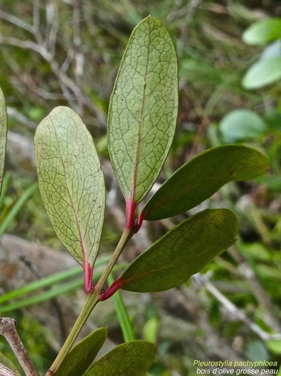 Pleurostylia pachyphloea.bois d'olive grosse peau.(celastraceae.endémique Réunion.P1017212
