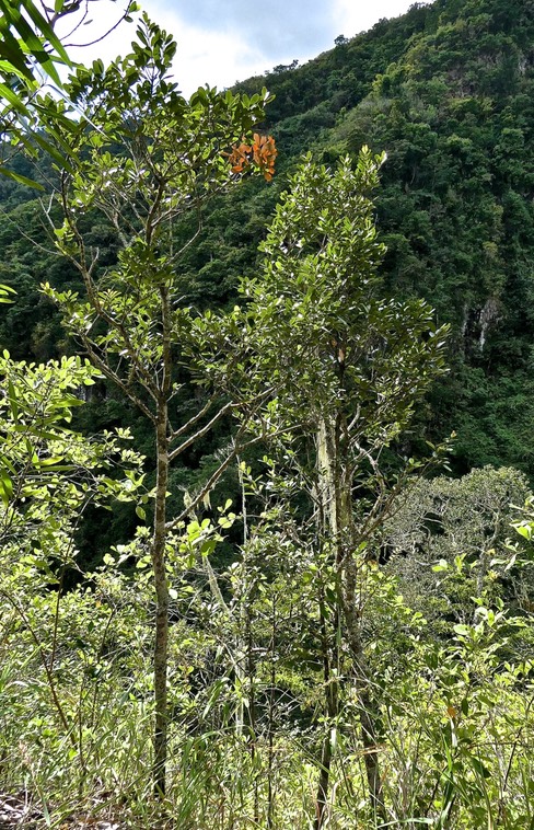 Pleurostylia pachyphloea.bois d'olive grosse peau.celastraeae.endémique Réunion.P1017190