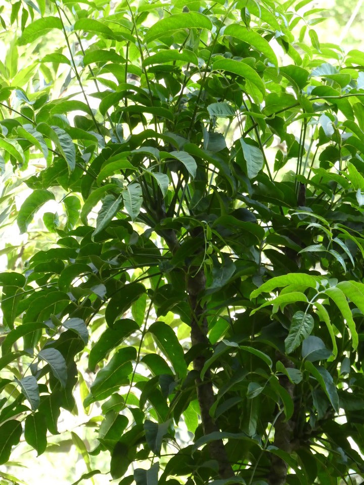 Polyscias aemiliguineae ? - Bois de papaye - ARALIACEAE - Endémique Réunion - P1020270
