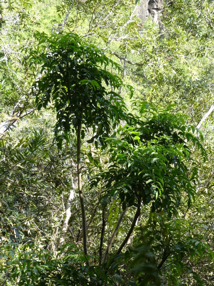 Polyscias aemiliguineae ? - Bois de papaye - ARALIACEAE - Endémique Réunion - P1020269