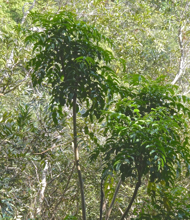 Polyscias sp. araliaceae .  P1017130
