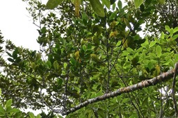 Pyrostria orbicularis.bois mussard .(au premier plan devant devant un bois d'osto )rubiaceae.endémique Réunion.P1017390