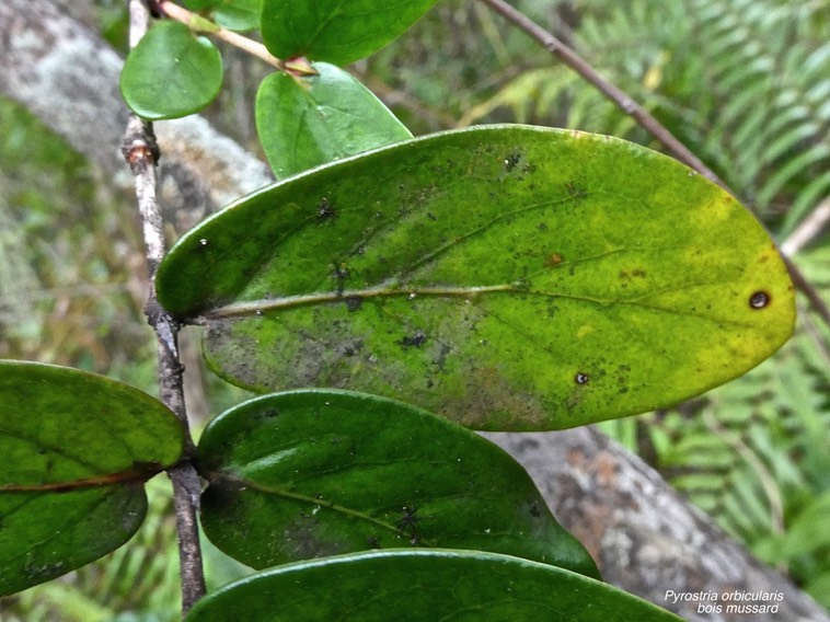 Pyrostria orbicularis.bois mussard.rubiaceae.endémique Réunion.P1017396