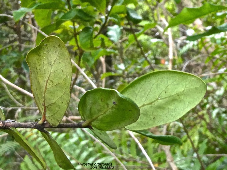 Pyrostria orbicularis.bois mussard.rubiaceae.endémique Réunion.P1017402