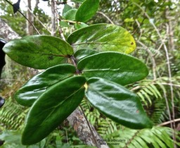 Pyrostria orbicularis.rubiaceae.endémique Réunion.P1017393