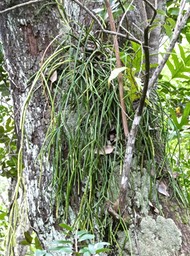 Rhipsalis baccifera. la perle .cactaceae.indigène Réunion.P1017388