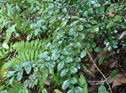 Scutia myrtina.bois de sinte.rhamnaceae.indigène Réunion.P1017104