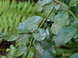 Scutia myrtina.bois de sinte.rhamnaceae.indigène Réunion.P1017107
