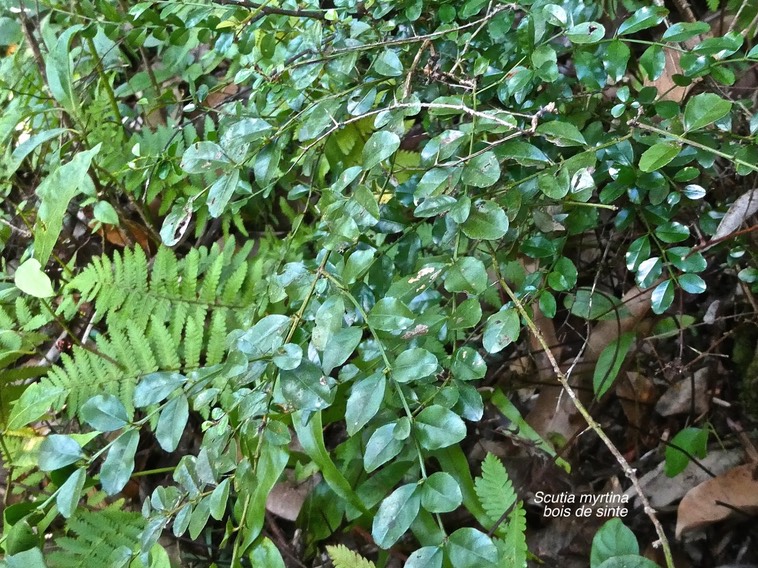 Scutia myrtina.bois de sinte.rhamnaceae.indigène Réunion.P1017104