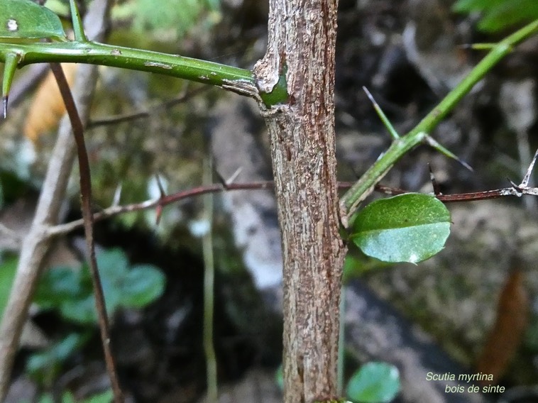 Scutia myrtina.bois de sinte.rhamnaceae.indigène Réunion.P1017102